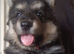 One girl German shepherd puppy