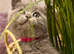 British shorthair x Ragdoll 8 weeks kittens