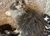 Maine Coon Girl Kittens