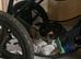 9 week old springer spaniel