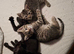 3 male kittens