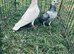 Racing pigeons