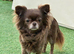 Kc reg choc female chihuahua