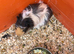 2 female guinea pigs 6 months old