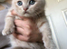 Beautiful Scottish fold (mixbreed) kittens