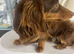 George mini long haired dachshund