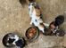 Lovley kittens