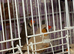 Various zebra finches