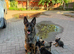 BELGIAN MALINOIS PUPPIES &ndash; READY NOW! .