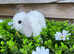 Gorgeous pure Mini lops and mini lion lops