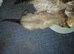 4 female bengals