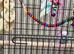 Baby budgies