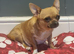 Chihuahua girl