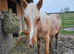 Palomino yearling for sale