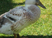 Ducks