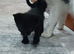 3 kittens for sale