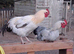 6 home bred cockerels for sale