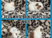 Beautiful baby guinea pigs ready now
