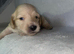 Gorgeous mini cream dachshund