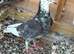 Pigeons for sale