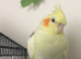 Hand reared/tamed cockatiels