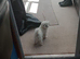 EXQUISITE FIVE-STAR TOY MINIATURE KOREAN MALTESE PUPPIES