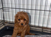 Cavapoo puppies