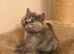 Tica Cinnamon carrier blue cream female