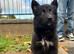 Female pups ready now