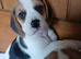 Beagle puppies