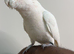 Hand reared Bare eyed cockatoo