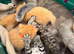 BEAUTIFUL KITTENS TO RESERVE