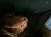 4 year old cocker spaniel