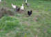 CHICKENS AVAILABLE AT POL
