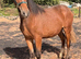 Big yearling to make approx 15,2