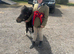 Mini Shetland mare