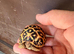 Indian star tortoise cb25