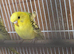 Helecopter Baby Female budgie