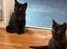 2 female Scottish folds