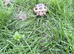 Tortoise & Full Set Up 5 months old