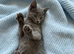 Pure pedigree Instagram starts Russian blue kittens