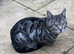 Fluffy bengals