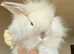 Double Maned Lionheads READY NOW