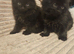 Adorable fluffy Kitten Ready for Loving Home