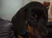 Miniature dachshund boy