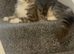 Beautiful kittens available