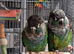 Pearly conure pair