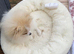 Beautiful Pom puppy