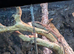 Have a pair of Green Anole for sale