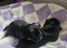 Border terrier puppies